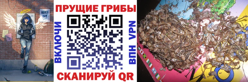 маркетплейс официальный сайт  Качканар  Галлюциногенные грибы Psilocybe 